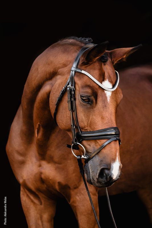Schockemohle Sports - SP Isabell Werth Johnny
