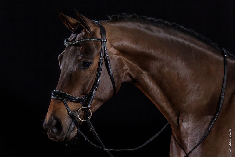 Schockemohle Sports - Bridle Equitus Beta Glam