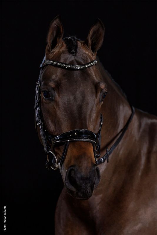 Schockemohle Sports - Bridle Equitus Beta Glam