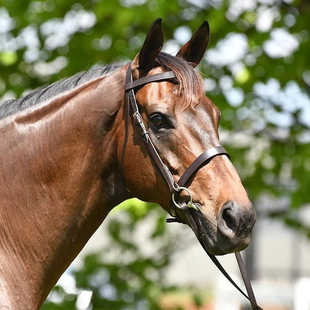 Academy Show Snaffle | Horse SUpplies - ENglish Bridle | Saddleworld Ipswich