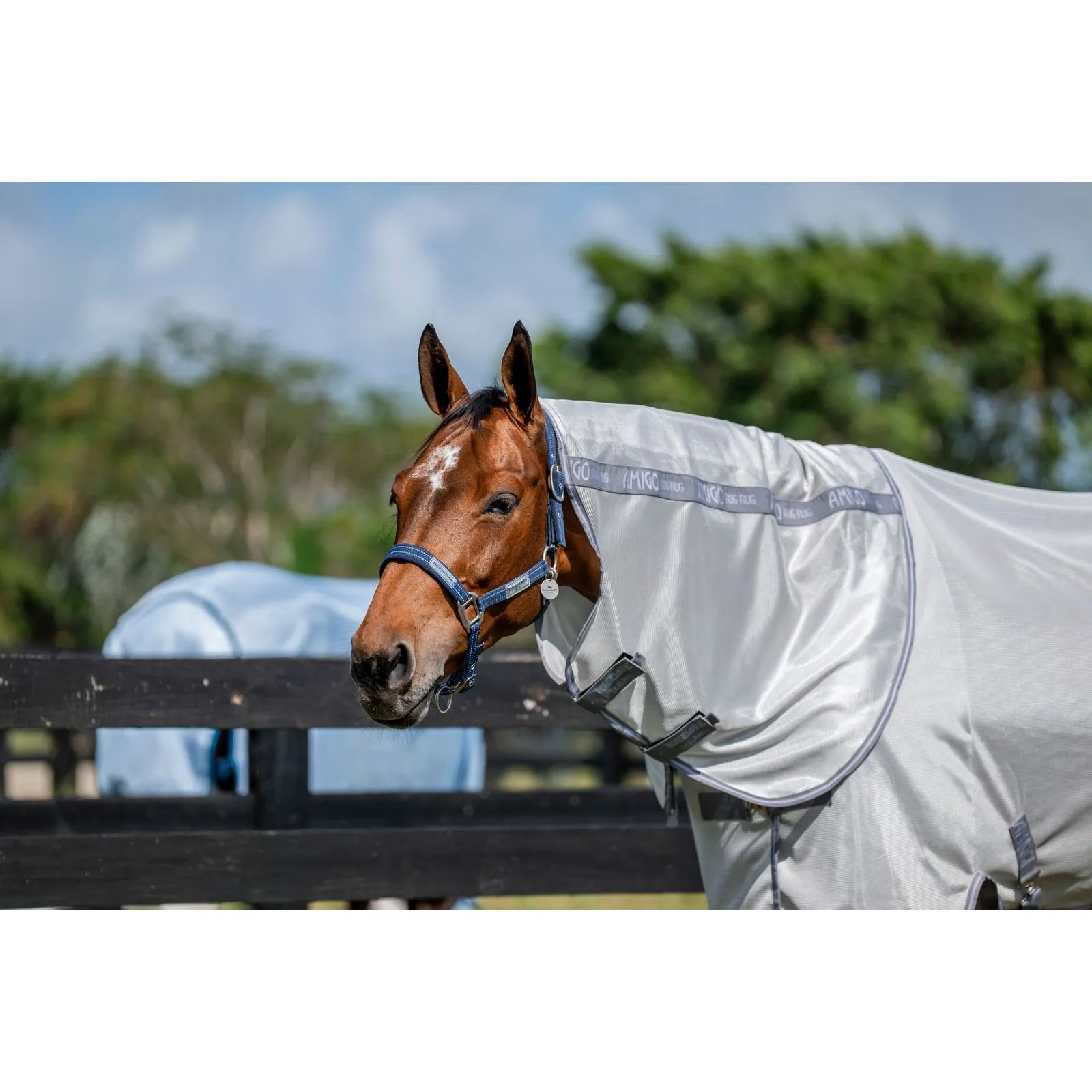 Amigo Rug Plus | Horse Supplies - Summer Rug | Saddleworld Ipswich