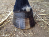 Donnybrook Hoof Moisturiser | Stable Supplies - Hoof Care | Saddleworld Ipswich
