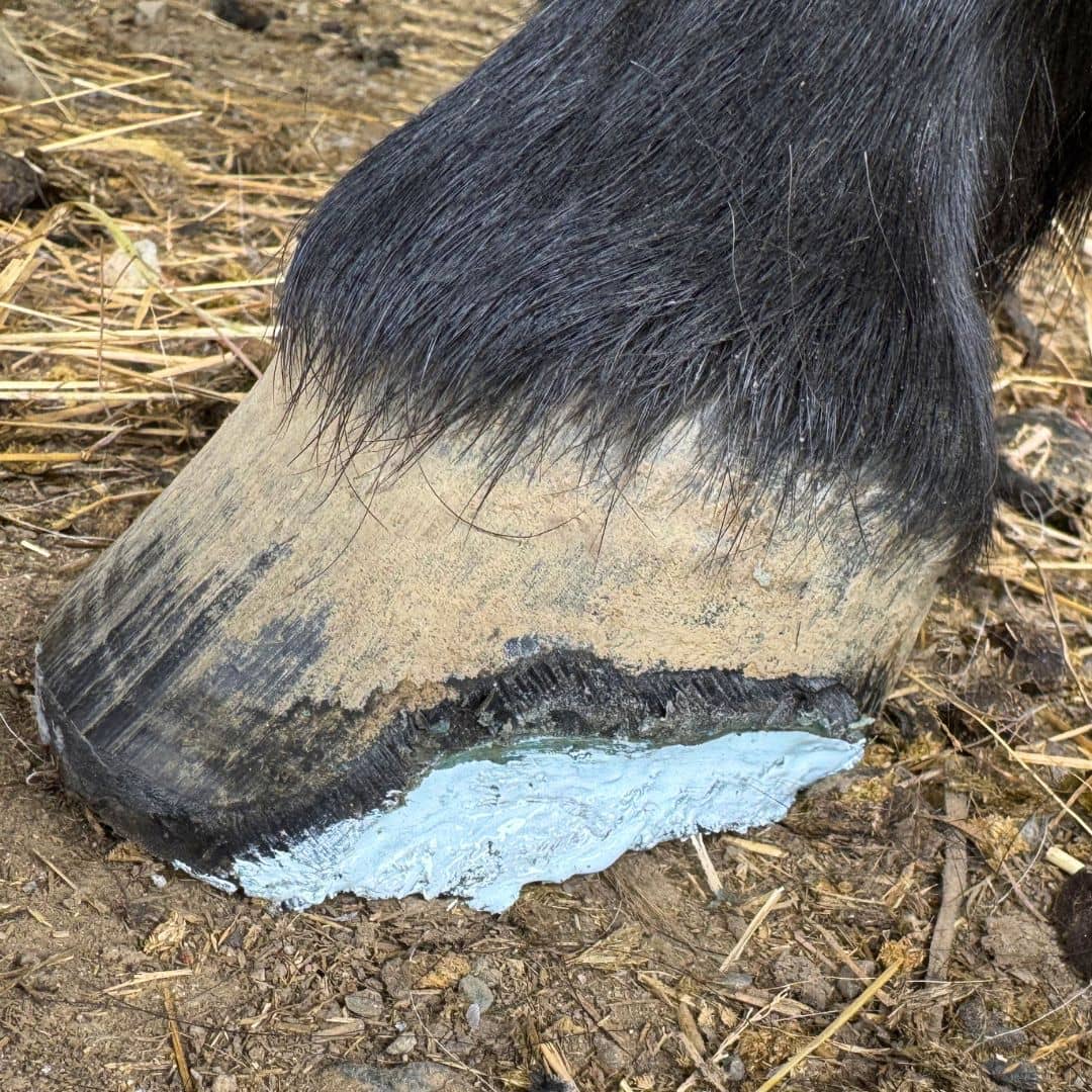 The Hoof Co - Hoof IX Blue Squeezeable Hoof Liquid