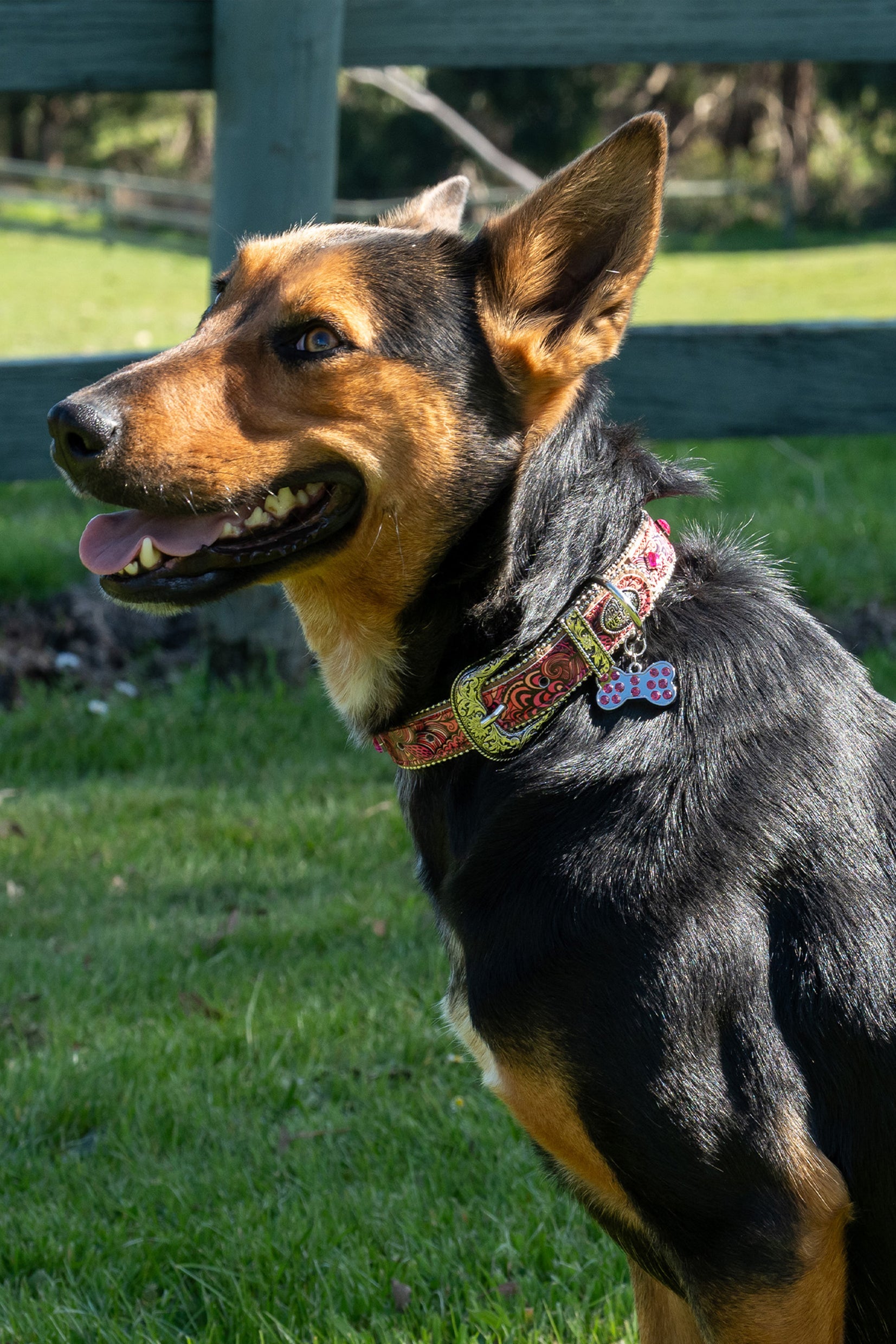 Pure Western Baxter Dog Collar