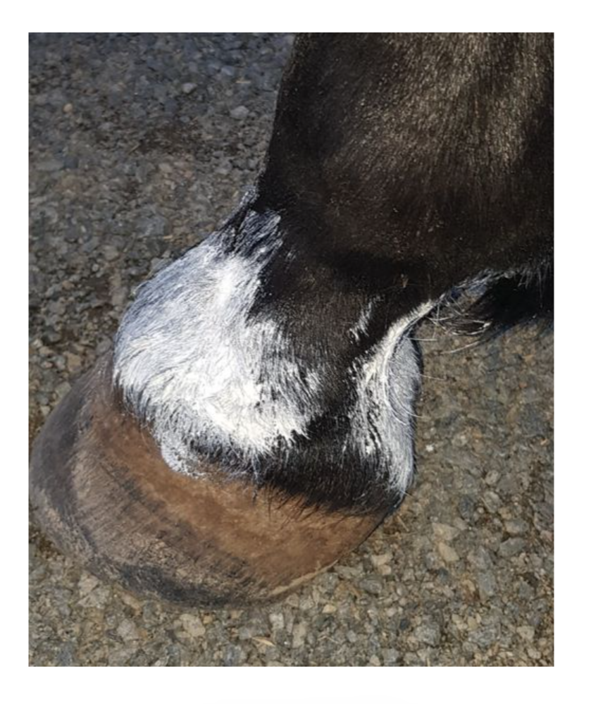 The Hoof Co Zinc Putty