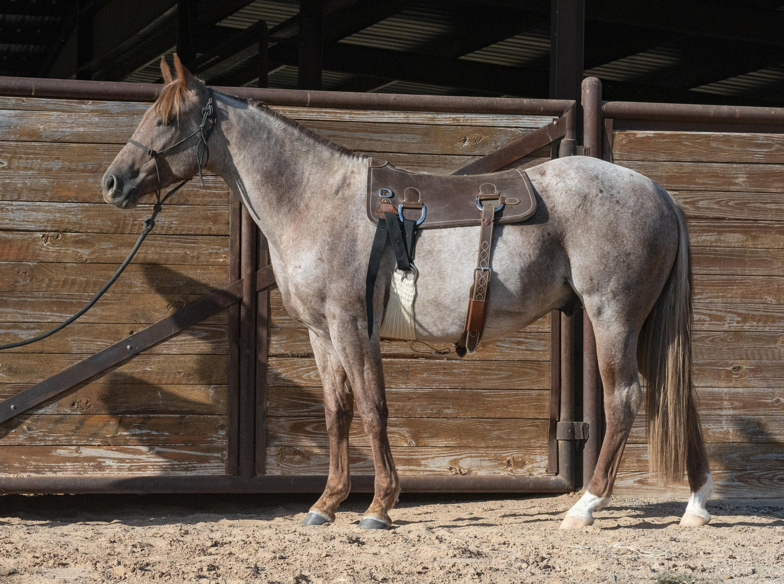 Martin Saddlery Training Pad