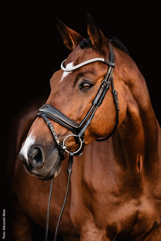 Schockemohle Sports - SP Isabell Werth Johnny