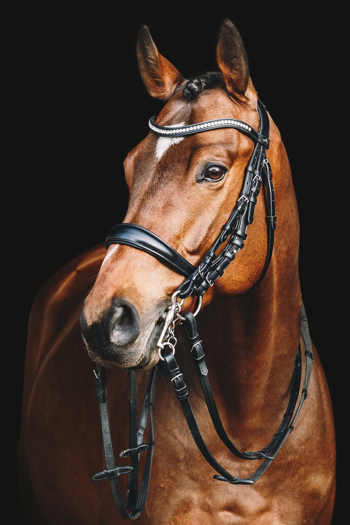 Schockemohle Equitus Gamma Bridle