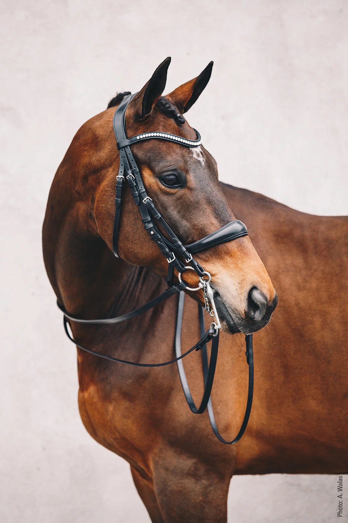 Schockemohle Equitus Gamma Bridle | Horse Supplies - Bridles | Saddleworld Ipswich