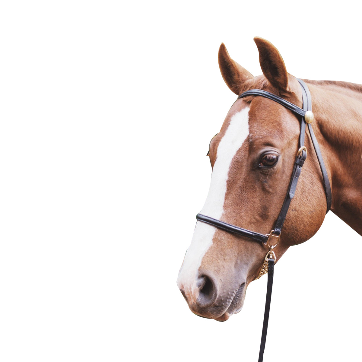 Eureka - Lead in Bridle