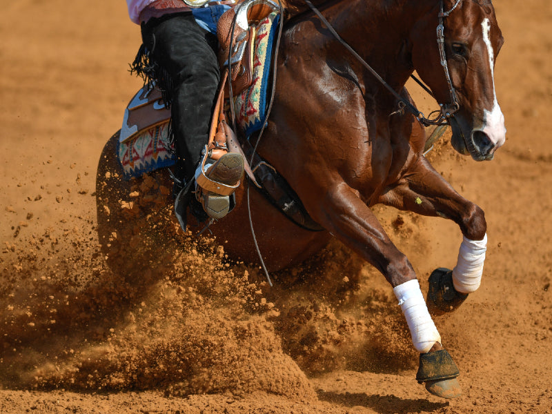Horse decked out in Saddleworld’s saddle shop gear kicking up dirt as it runs.