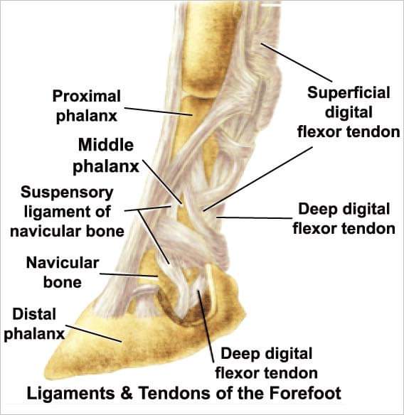 Iconoclast Orthopedic Support Boots Hind