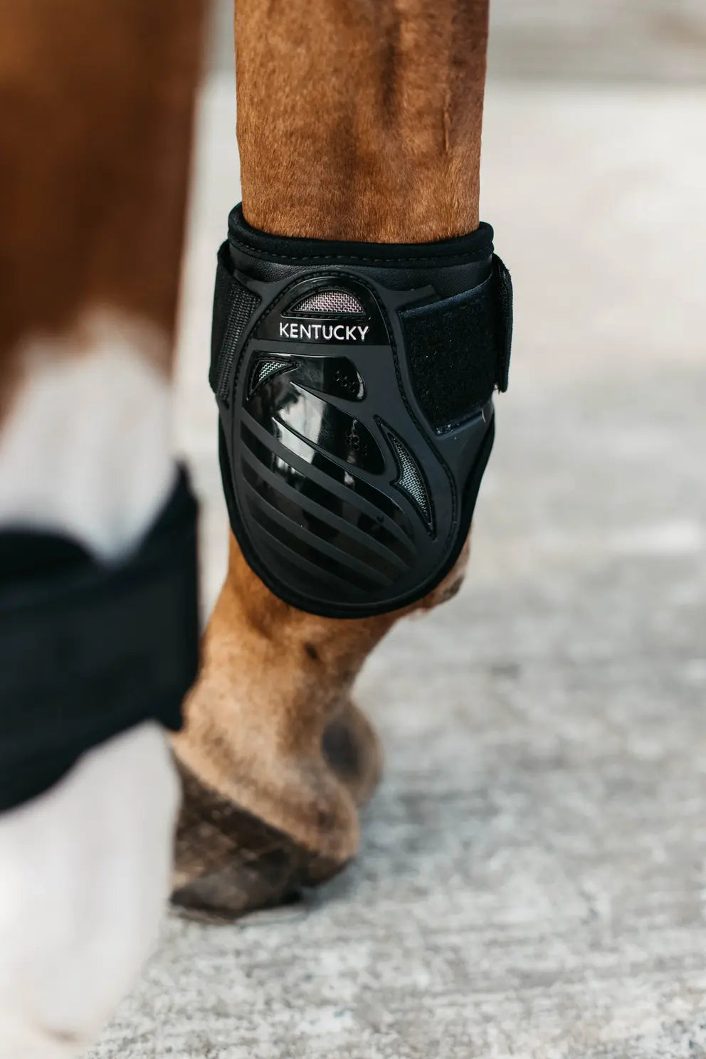 Kentucky NEW Young Horse Fetlock Boots