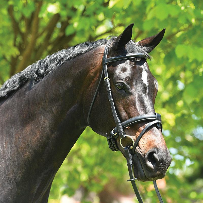 Grainge Elite Dressage Snaffle