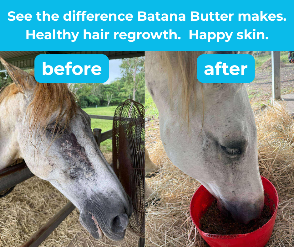 Nags to Riches Batana Butter