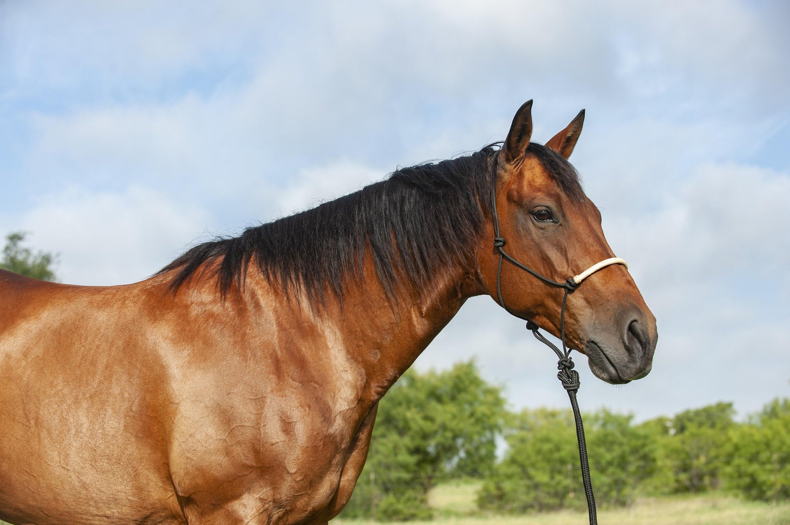 Classic Equine Rope Halter Brown with Rawhide Nose Plain | Horse Supplies - Halters | Saddleworld Ipswich