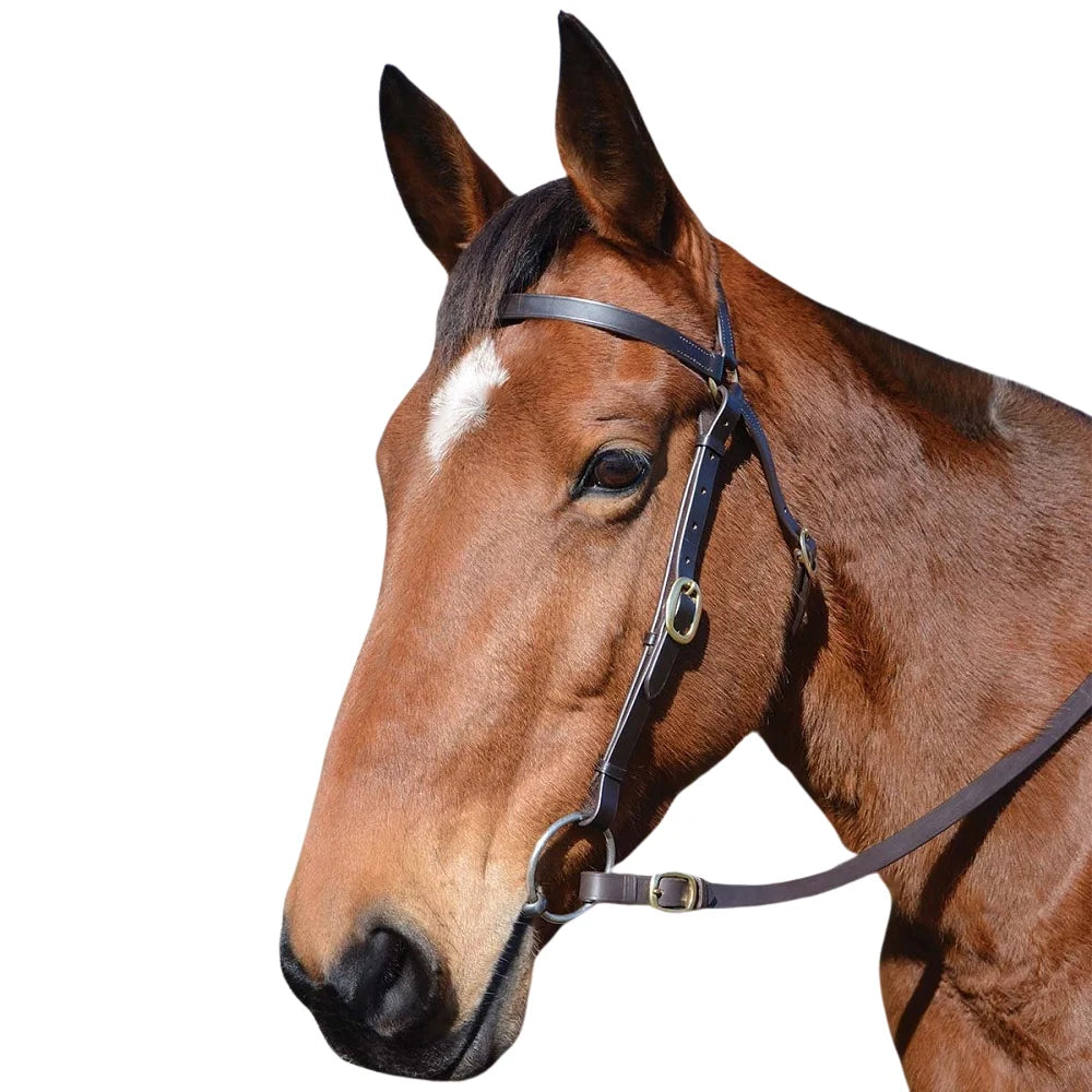 Eurohunter Barcoo Bridle | HOrse SUpplies - Bridle | Saddleworld Ipswich