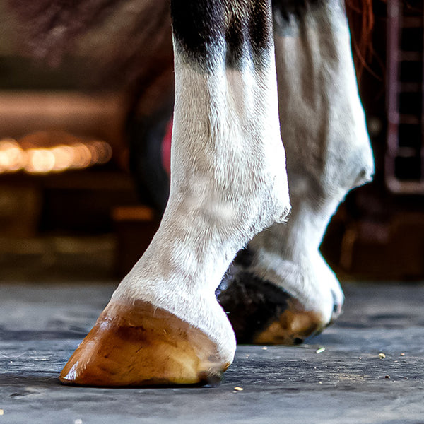 Nolian Enterprises Hoof Safe Shine