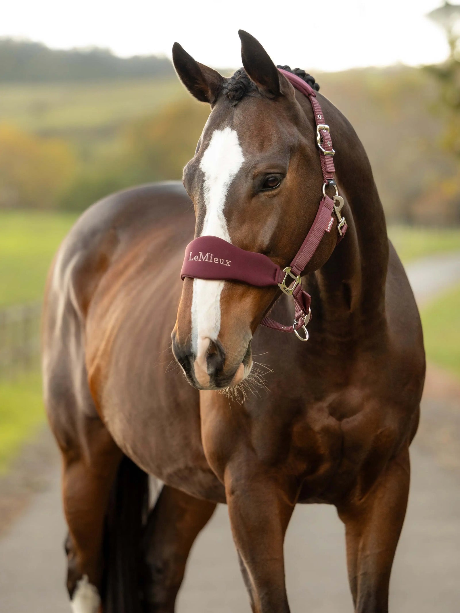 LeMieux Breakaway Vogue Halter and Leadrope