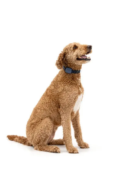 Petsafe  Basic Dog Trainer with Remote | Stable Supplies - Dog Collar | Saddleworld Ipswich
