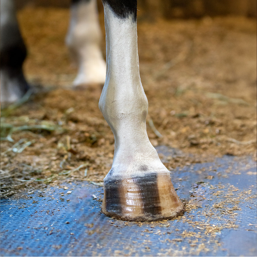 Nolian Enterprises Hoof Safe Shine