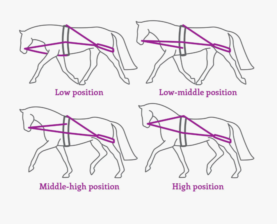QHP Lunging Training System