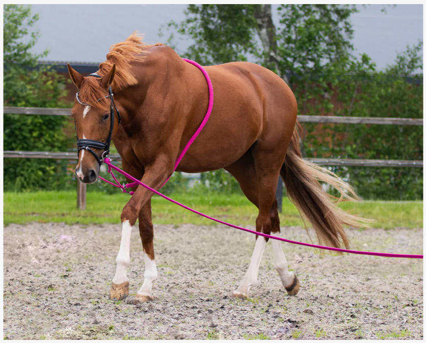 QHP Lunging Rope