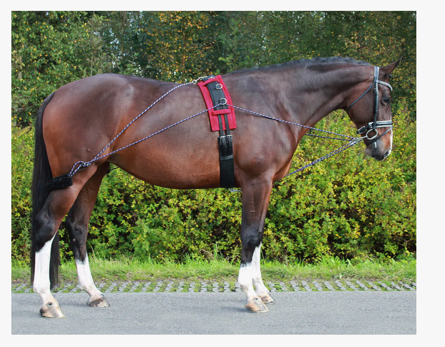 QHP Lunging Training System