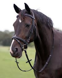 QHP Bridle Luxury Stitched