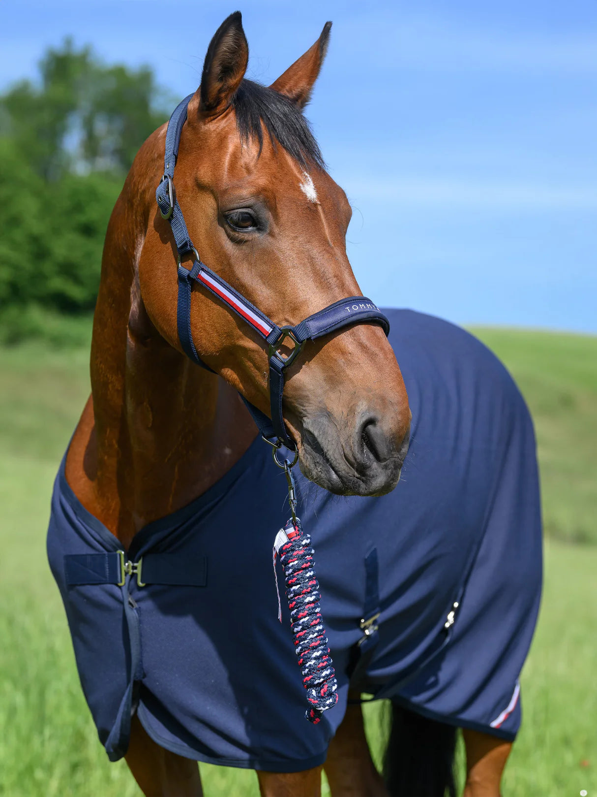 Tommy Hilfiger Yale Set Halter | Horse Supplies - Halter | Saddleworld Ipswich
