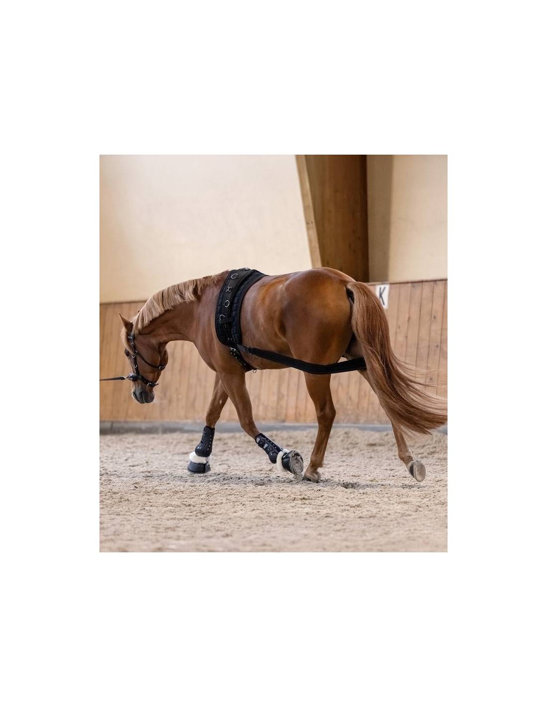 Waldhausen Core Training Band | Horse Supplies - Lunge | Saddleworld Ipswich