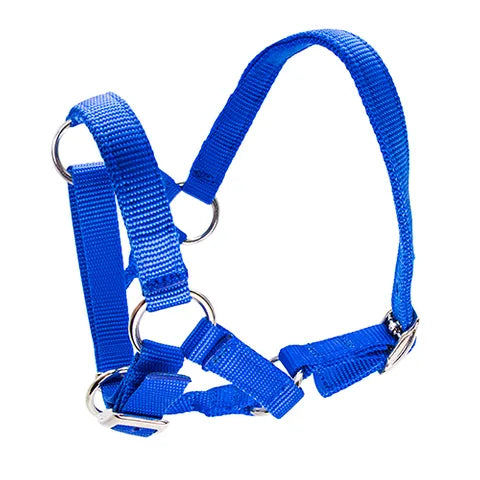 Halter for Alpacas