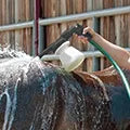 Livestock Shampoo Foamer