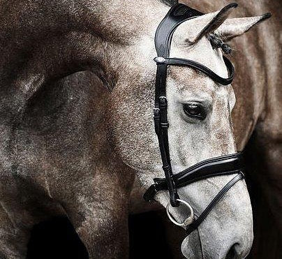 PS of Sweden Bridle Flying Change