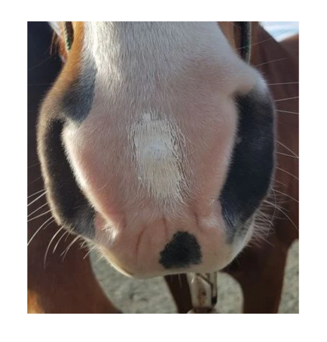 The Hoof Co Zinc Putty