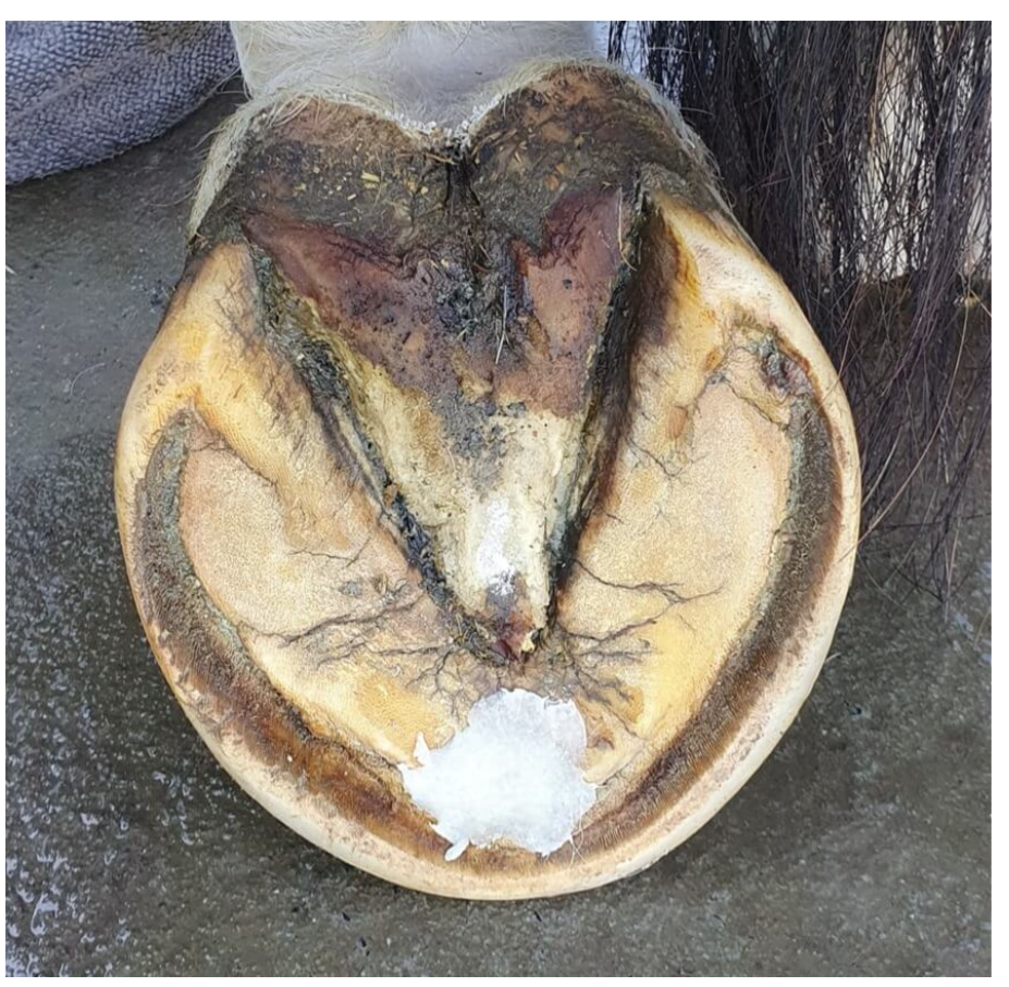 The Hoof Co Beeswax PURE Balls