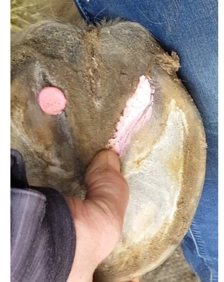 The Hoof Co Beeswax PINK Balls