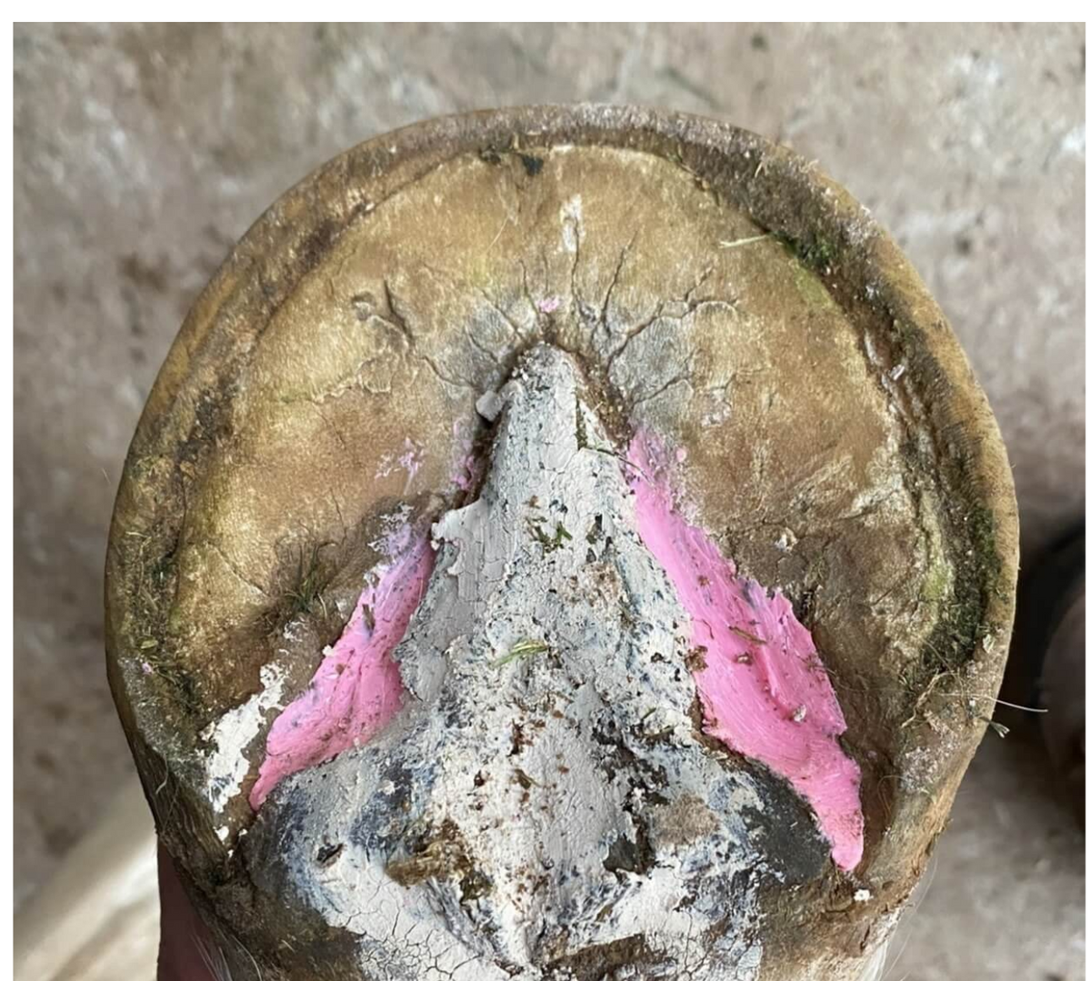 The Hoof Co Beeswax PINK Balls