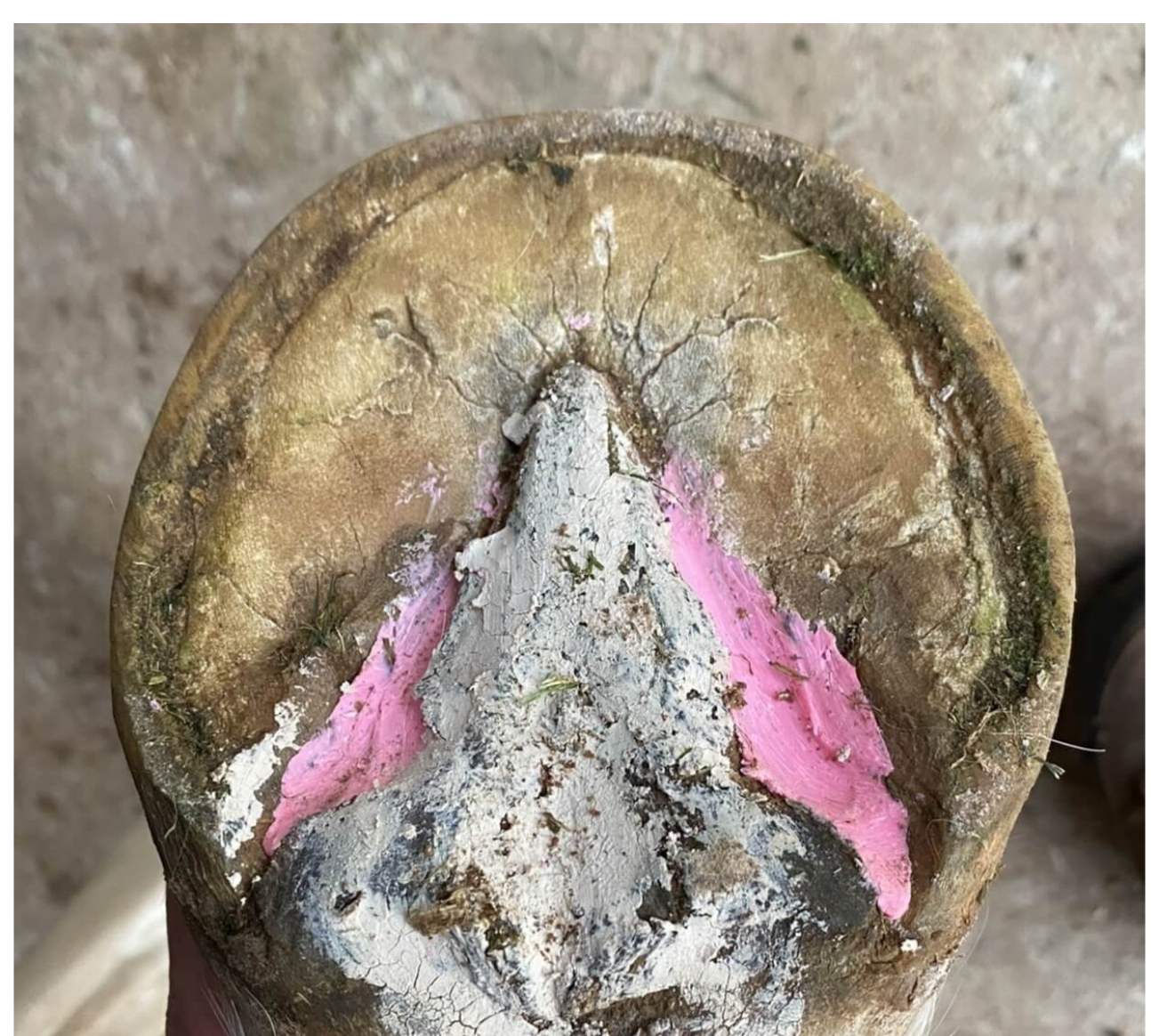 The Hoof Co Beeswax PINK Balls