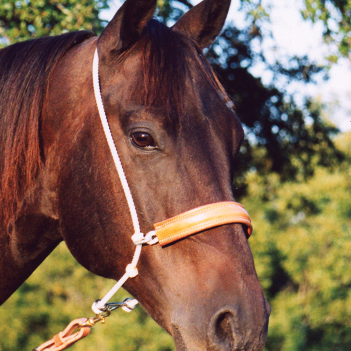 Martin Saddlery Headset Tiedown Rope Leather Cover