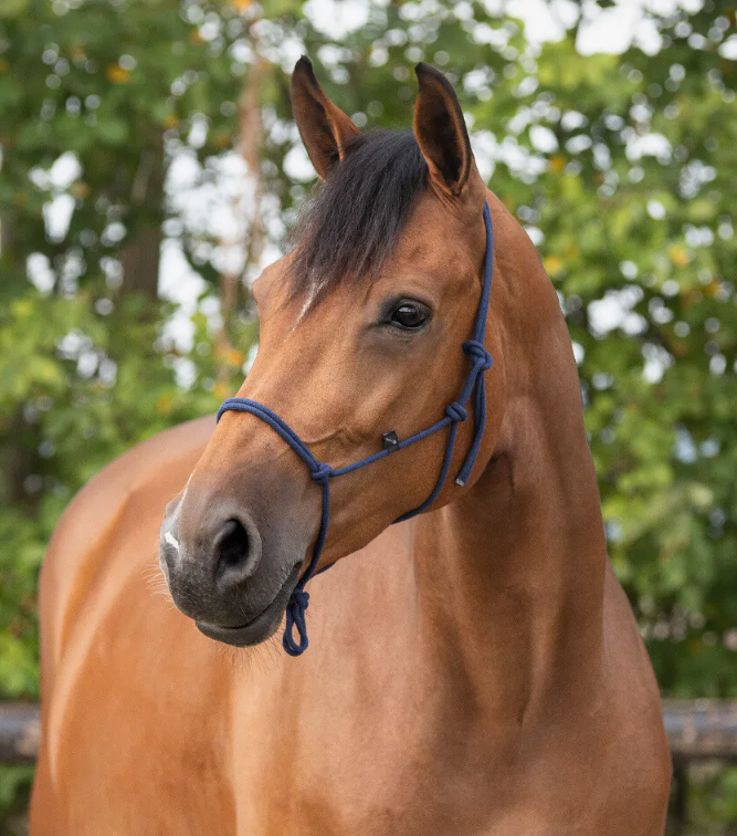 QHP Rope Halter Basic