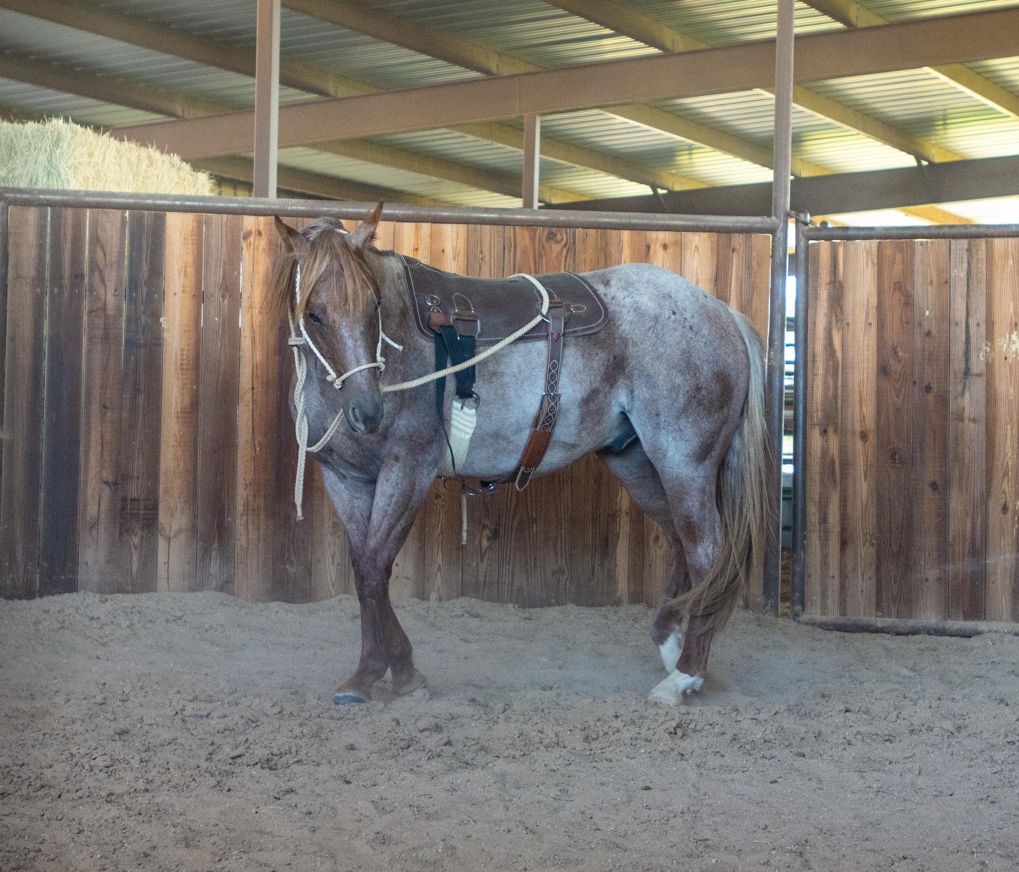 Martin Saddlery Training Pad
