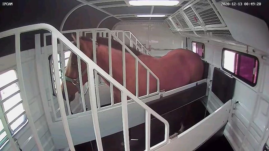 Equine Eye Wireless Horse Float Camera