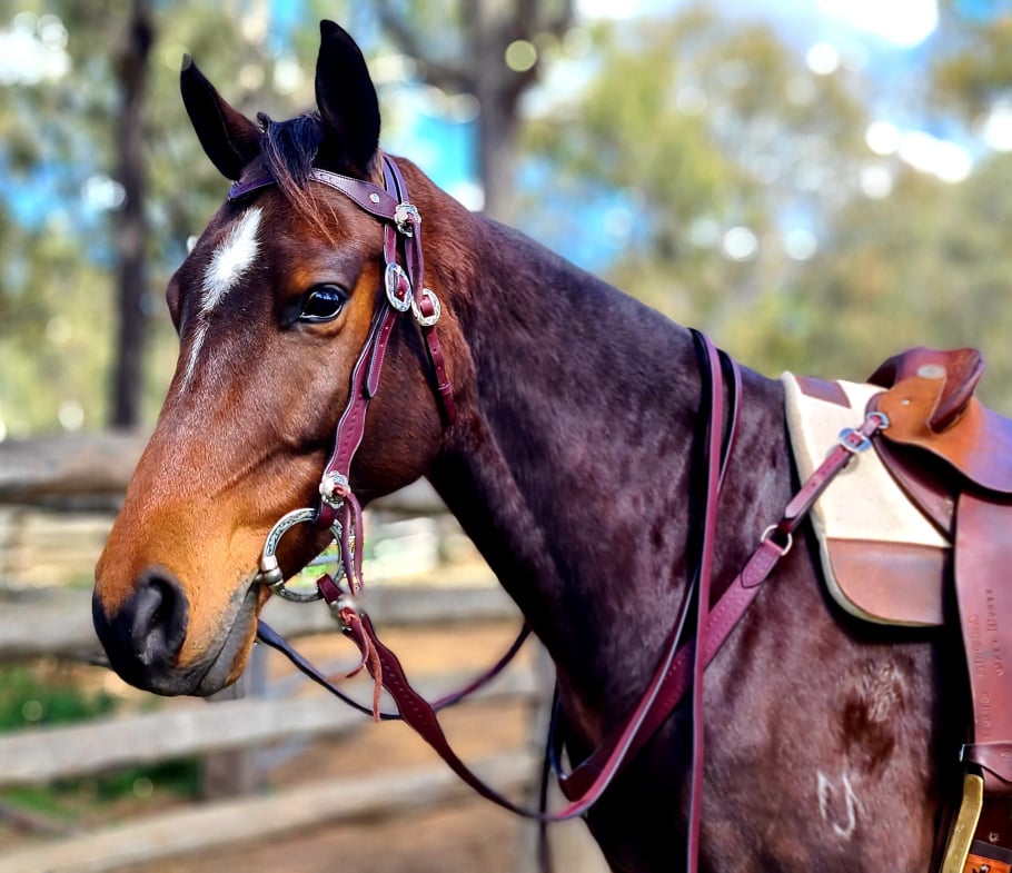 Toprail Yellowstone Rancher Western Bridle