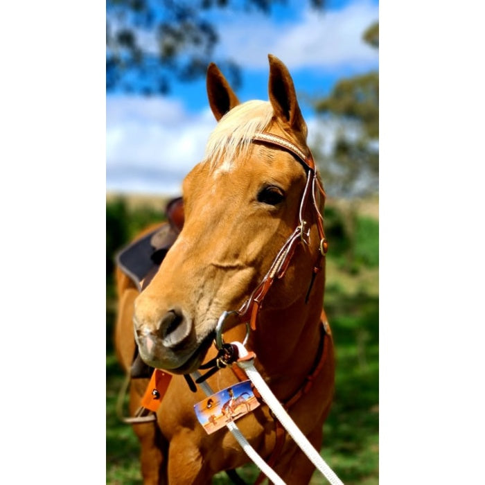 Western Bridle Rawhide Plait with Quick Release Medium OIl