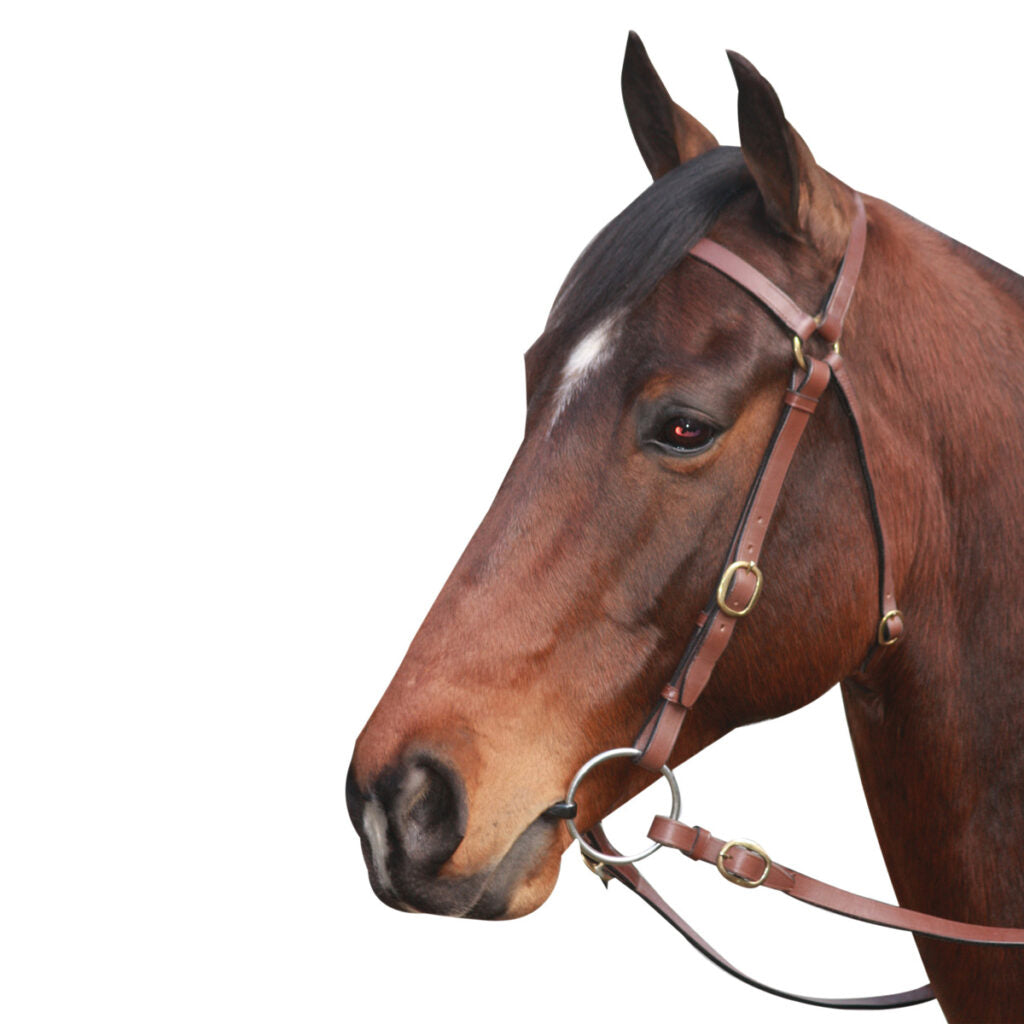McAlister - Barcoo Bridle