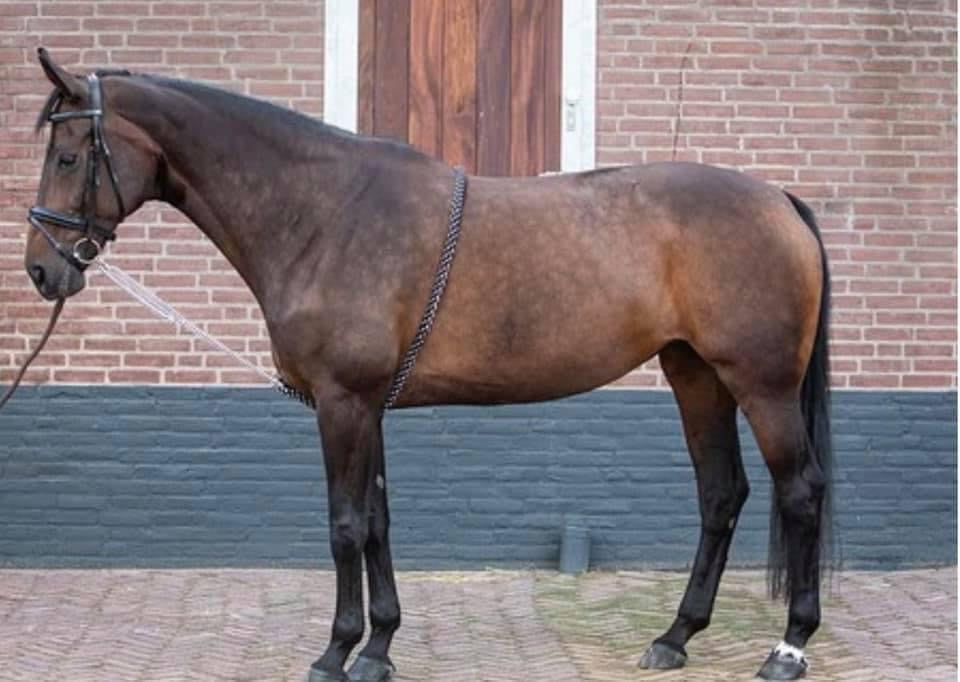 BR Equestrian Lunging Aid Cotton