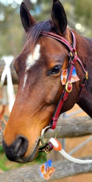 Toprail Bridle With Raised Plait Leather
