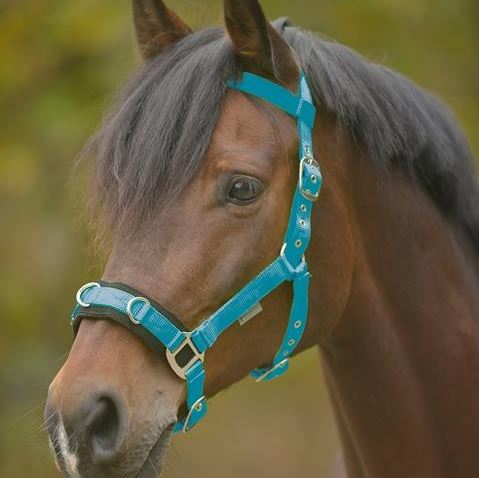 Lunging Cavesson Light Weight