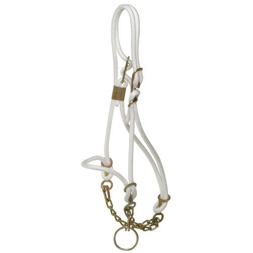 Cattle Breaking In Halter